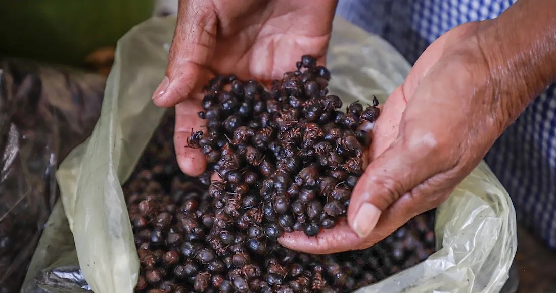 Nucu VI Feria Gastronómica del Nucú - Noticias Voz e Imagen de Chiapas